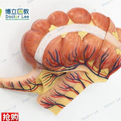 人体医学回盲部解剖模型盲肠阑尾J升结回肠血管淋巴模型