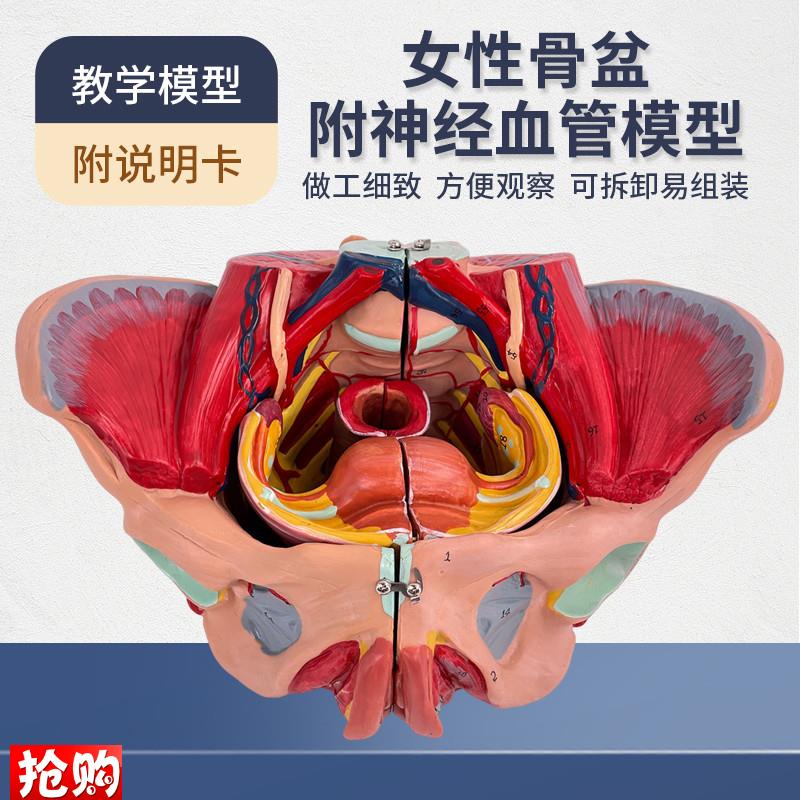 女性骨盆模型盆i底肌带生殖器血管神经肌肉子宫人体解剖教学医学