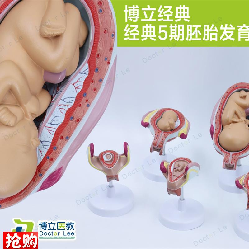 科教妊娠胚胎发育胎儿形成过程关键H5期模型计划生育展示胎儿
