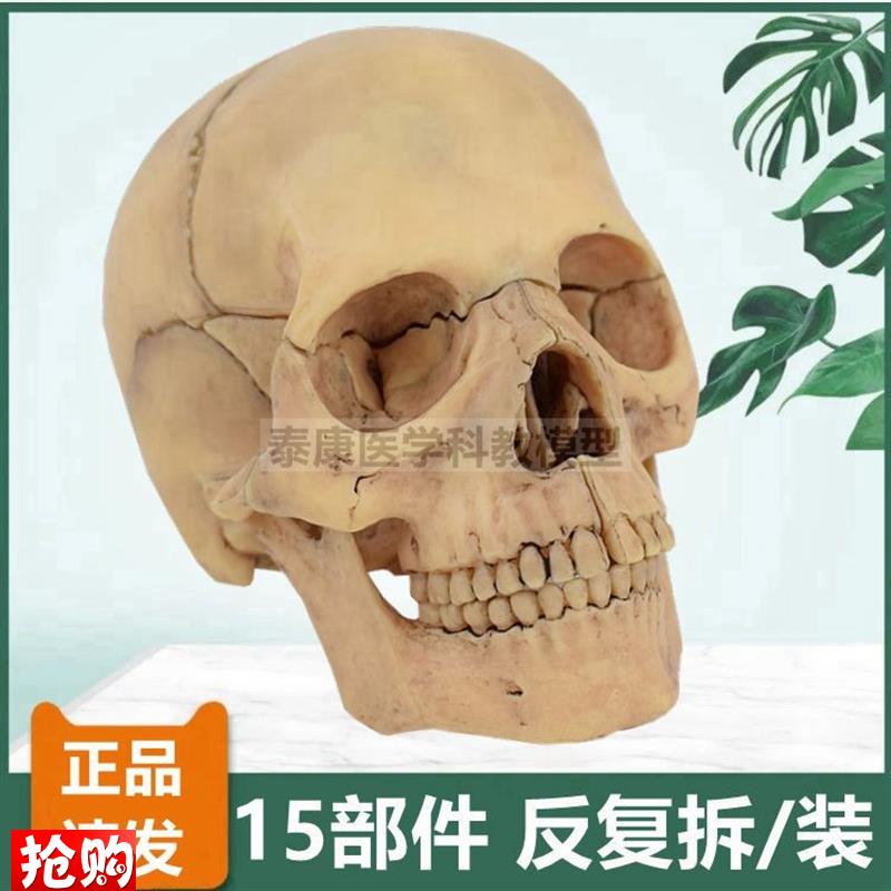 人体头骨模型拆卸l15件可拼装颅底口腔牙医面部微整形早教玩具仿