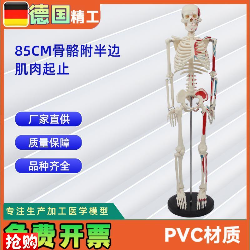 85CM附半身肌肉起止点骨骼模M型医药教学骨骼模型