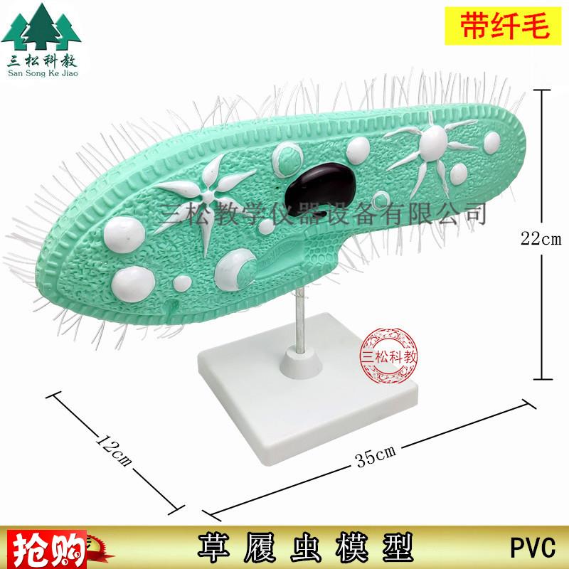 33103草履虫模型带支架纤毛中学生物实验器材教W学PVC模型