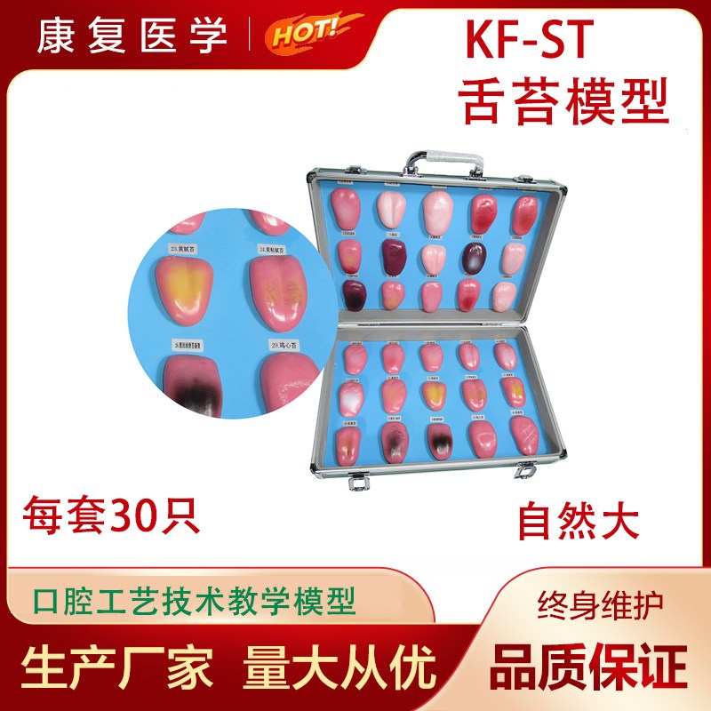 舌苔模型中医病m理望诊舌象教学实验教具30件/套