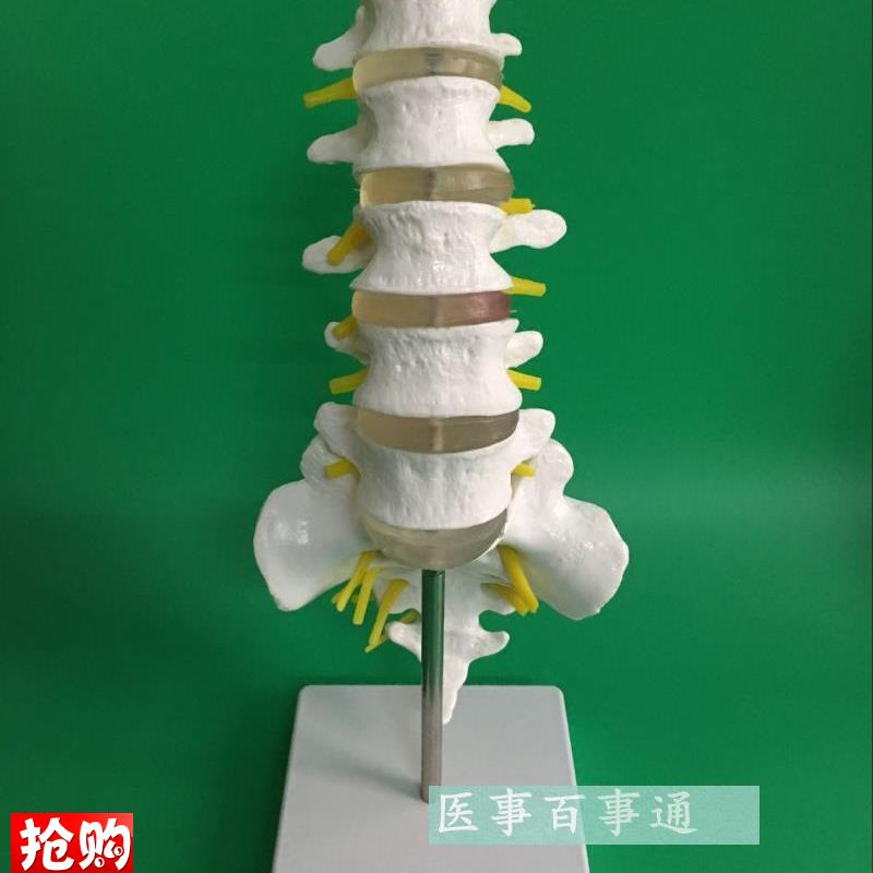 腰椎带骶骨附神经模型腰椎模型脊椎L模型骨骼模型尾椎模型