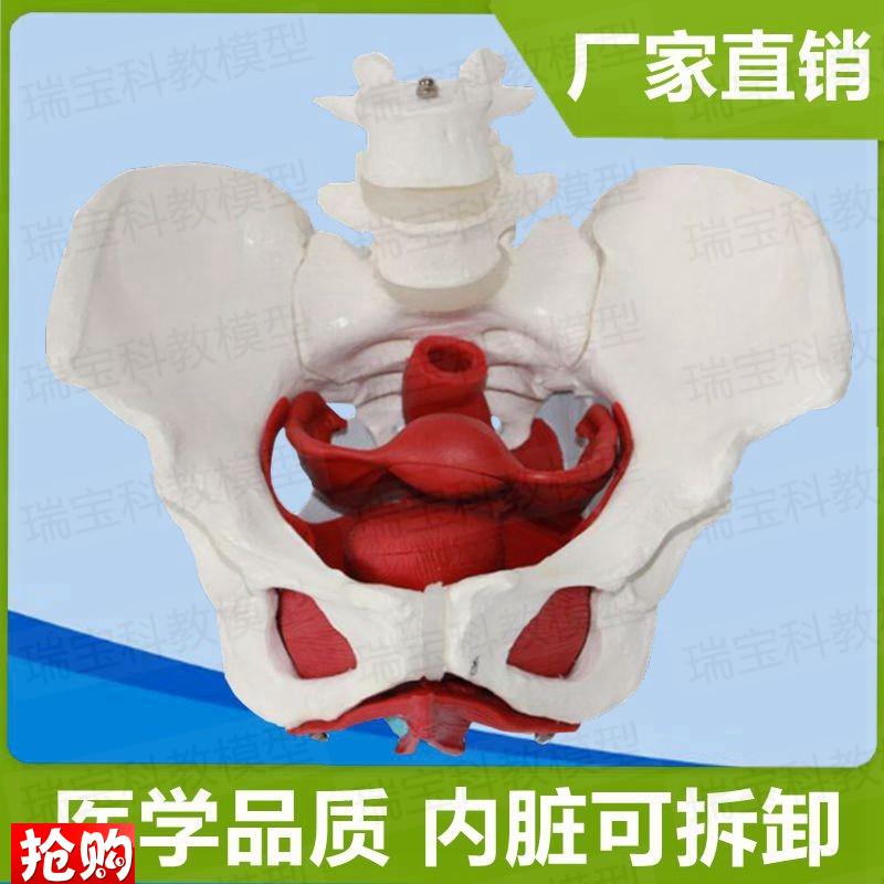 产后修复女盆底肌模型可拆卸会阴子D宫附件女生殖盆腔月子中心家