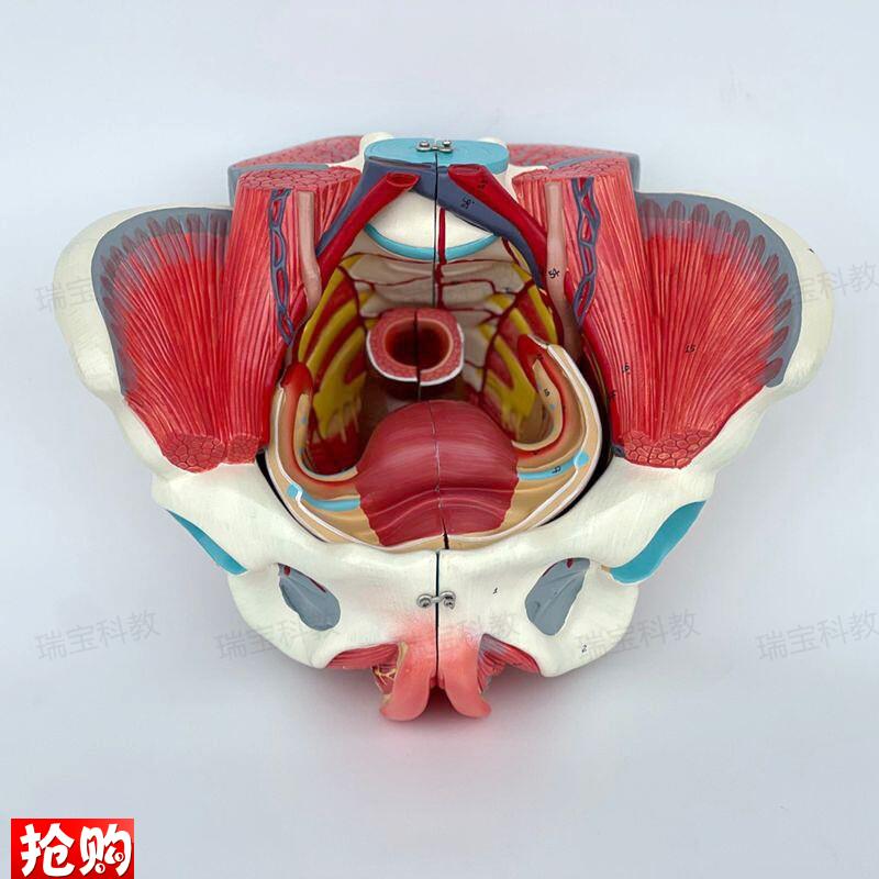 女性盆底肌模型盆腔脏器可拆卸子宫附F件会阴筋膜产康月嫂培训家