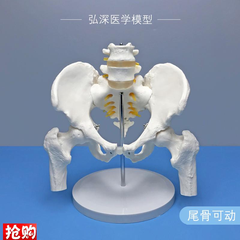 人体骨盆带二节腰l椎模型尾骨骼可活动股骨盆骨科关节神经医学教