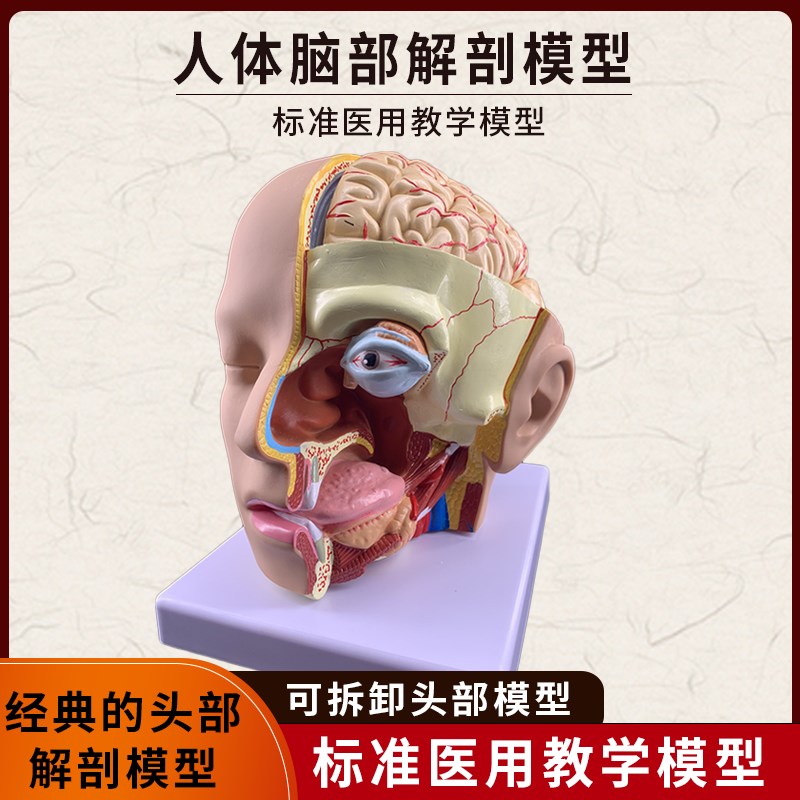 人体头部解剖模型脑颅结构组织口腔E鼻咽喉脑动脉血管医学教学玩