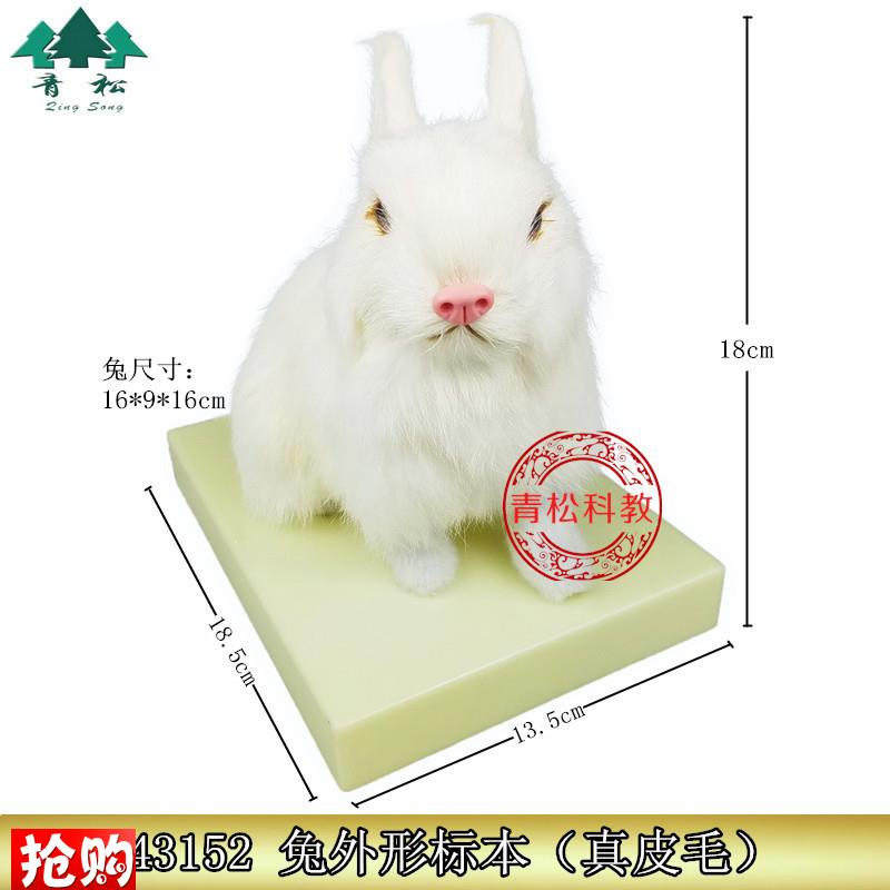 兔外形标本J43152生物教学教具小学科J学教师演示动物摆件兔子模