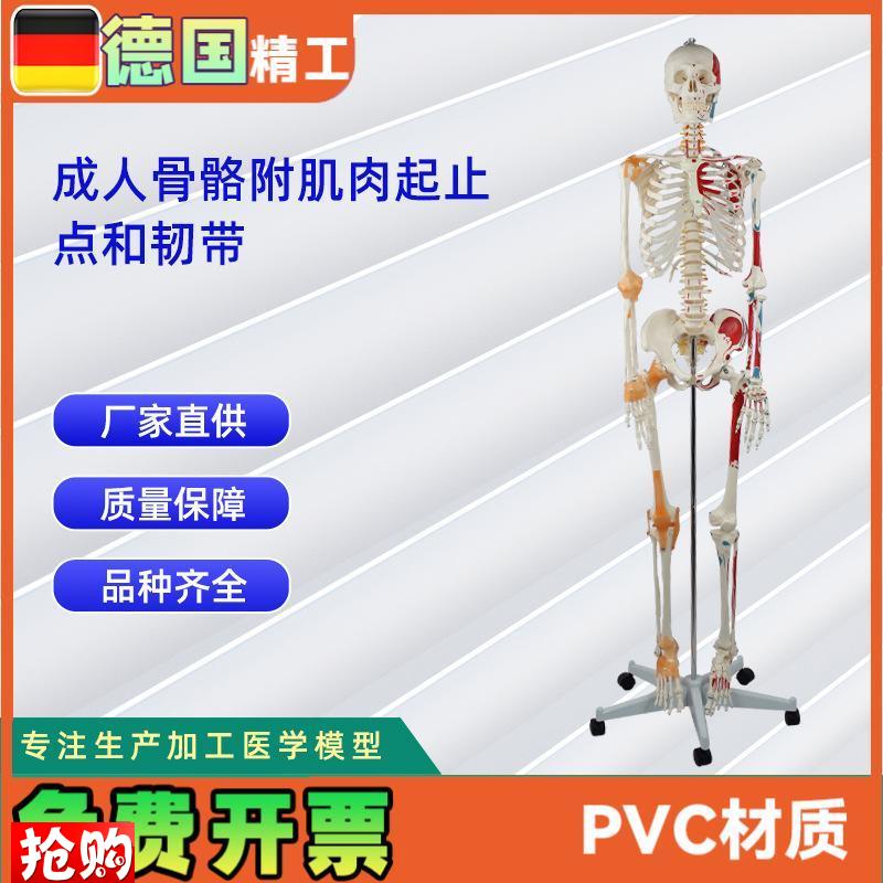 成人骨骼附肌肉起止点和带韧带模型K人体骨骼模型教学模型