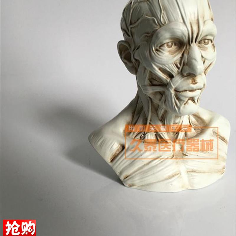 艺用人体b骨骼模型美术肌肉像绘画解剖人头骨架结构教学图医用头