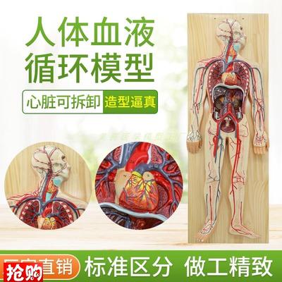 人体血液循环系统模型心脑血液循环静H脉动脉解剖模型心脏教学模