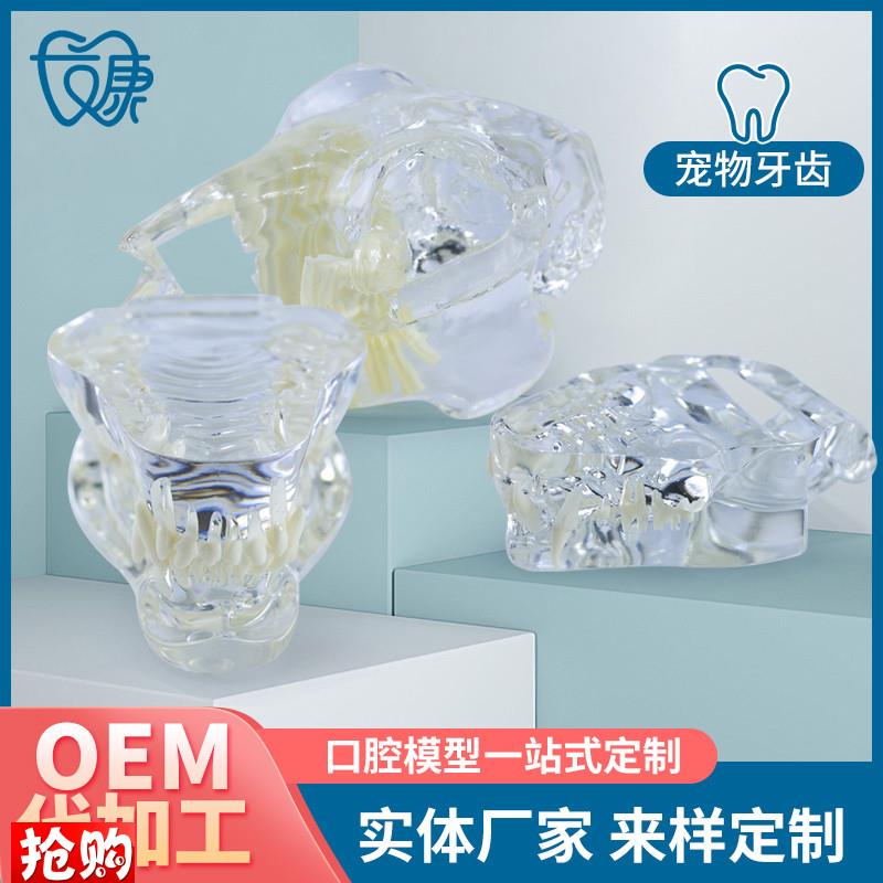宠物牙齿模型g透明狗牙猫牙口腔犬牙教学演示动物倒模具猫兽医包