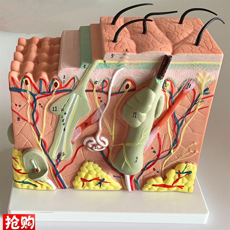 人体皮肤解剖模型表皮毛囊解剖真皮皮下组织医Q学美容整形皮肤免