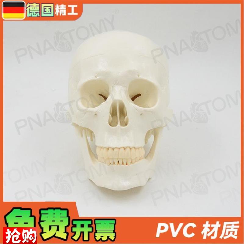 德国】1a1大小白色仿真人体头颅骨骷髅头骨模型可拆卸美术素描