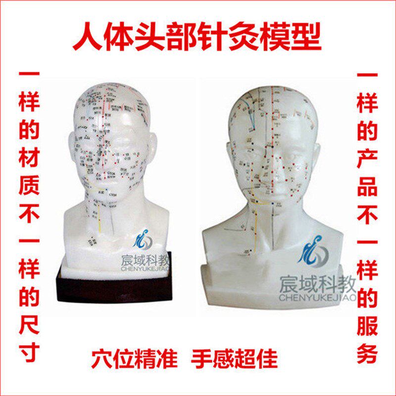 人体自然大头部针灸模型中医穴位练习模拟人S模具 正品包邮