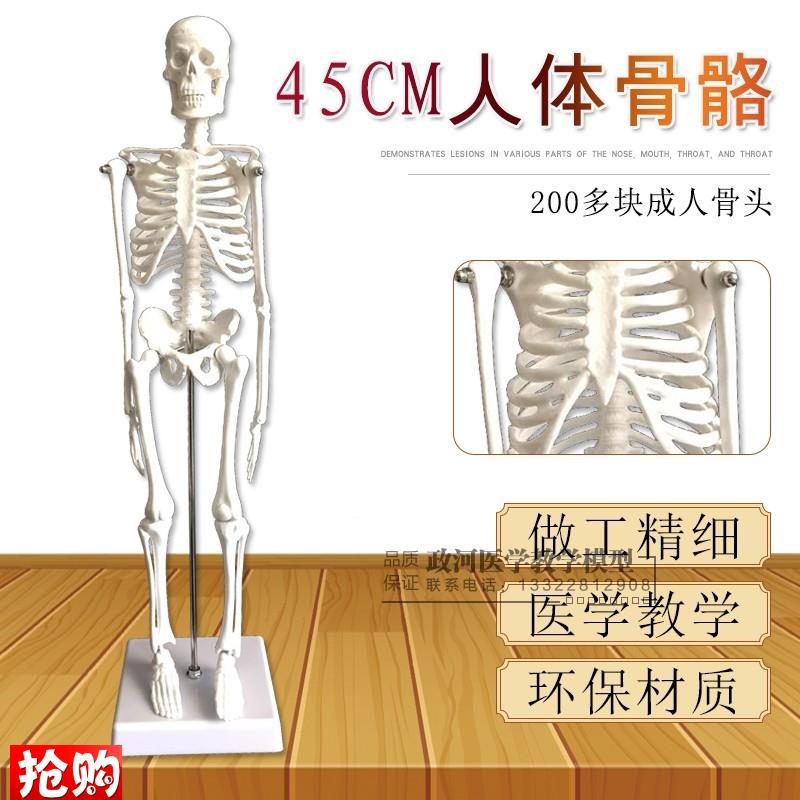 人骨架标本玩具人体骨骼模型45CM髅骼骨头人体解剖关Y节示教模具