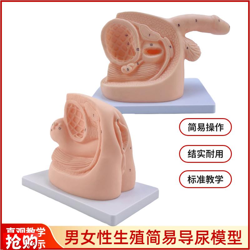 男性内外生殖器解剖及q男女性导尿模型女性泌尿系统生殖系统模型