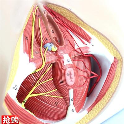 ENOVO正品女性会阴o盆部血管神经erineum解剖模型生殖泌尿肛肠科