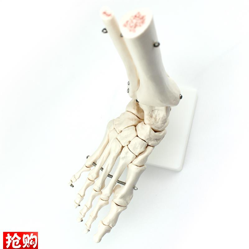 ENOVO颐诺人体医学人体足x踝关节模型足关节脚关节手足外科胫腓