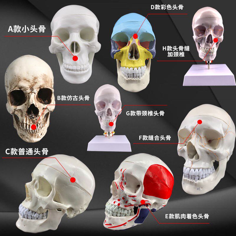 医学仿真人体头骨模型头颅骨解F剖数字编码标识骷髅标本