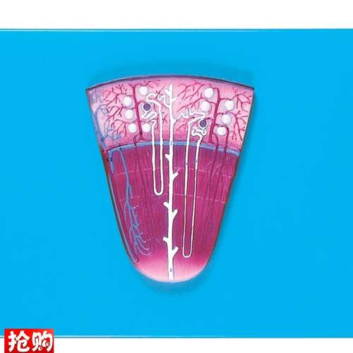 肾与肾单位肾小球放大模型SA14007