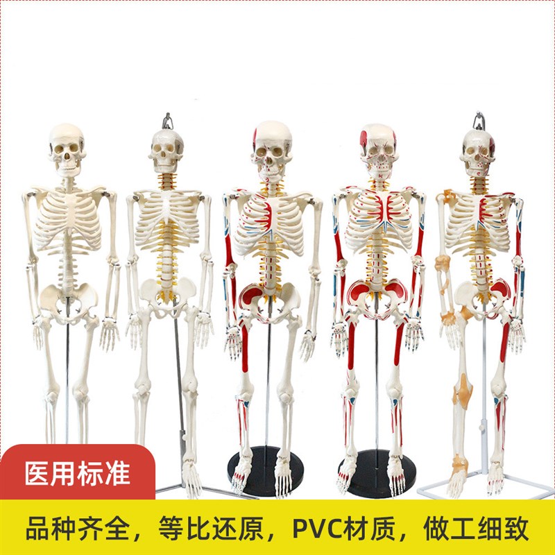 人体骨骼模型85厘米高小白人骨髅架瑜伽健身馆Q装备医用素描仿真
