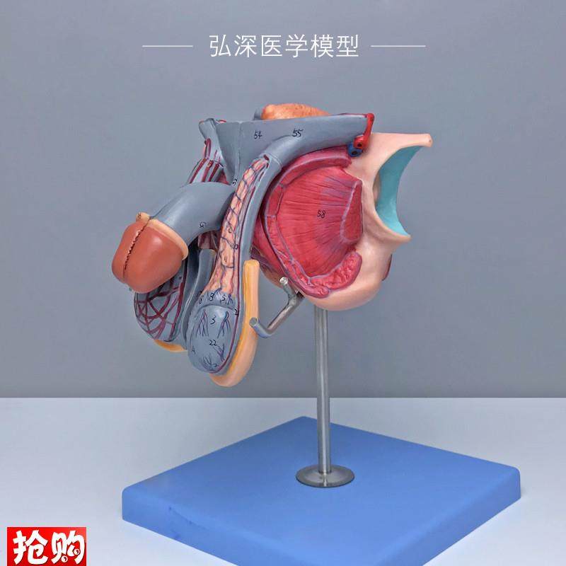 A151b02男性生殖器官结构模型膀胱矢状切面5部件72个部位指示标志