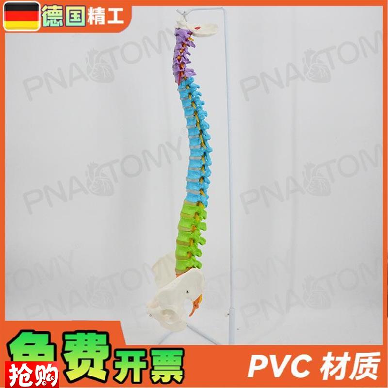 德国】彩色脊柱i模型可弯曲神经正骨脊椎骨盆骨骼模型推拿手法练