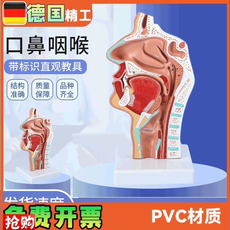 头部解剖模型口鼻咽喉鼻腔病理模型口鼻K咽喉内侧面血管神经模型
