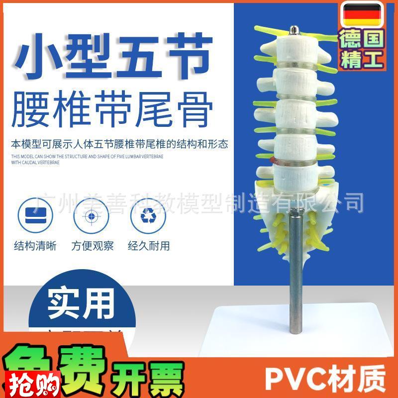 小型腰椎带尾椎骨模型s5节带腰椎间盘的腰椎骶骨尾骨和脊椎