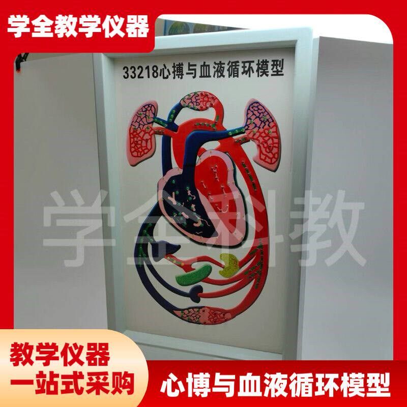心博与血液循环j模型 初高中生物实验室 心脏工作装置电动式心博