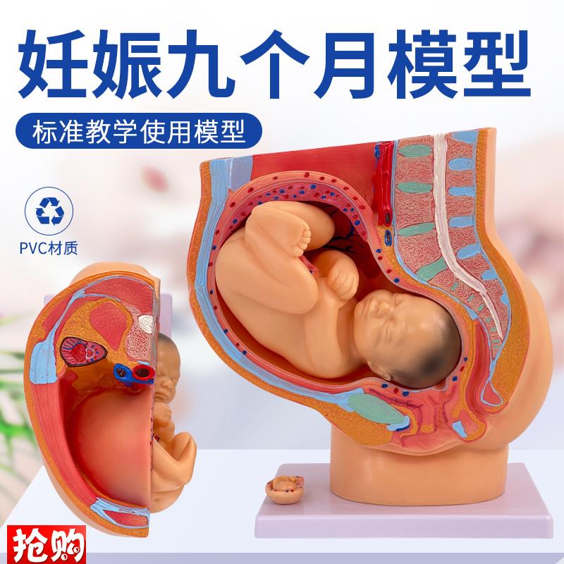助产示教a模型胚胎发育妊娠九个月女性盆腔骨盆含九个月胎儿模型