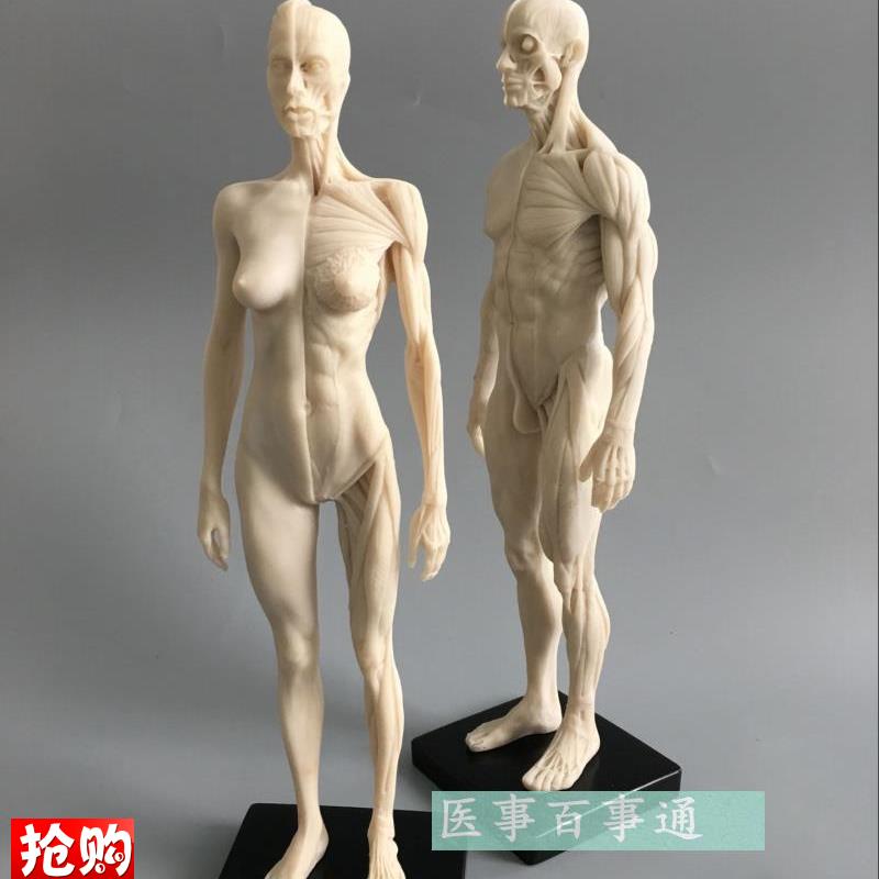 人体模型美术绘画医用教学骨骼肌肉解D剖结构白胚男女30cm雕塑骷