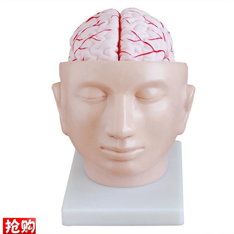 人体头部解剖附脑和动脉模型医学示教P标本颅脑教学模具