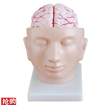 人体头部解剖附脑和动脉模型医学示教P标本颅脑教学模具