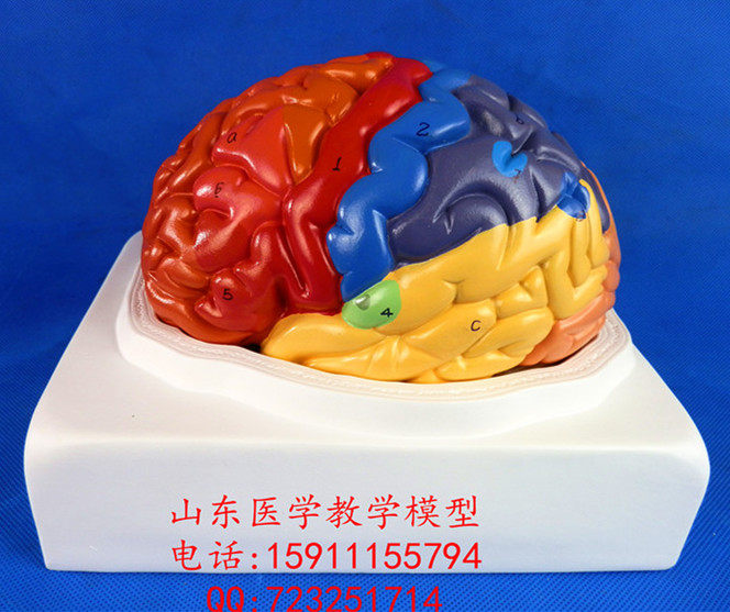 1:1大脑功能分区s模型脑模型医用脑模型皮层分区模型