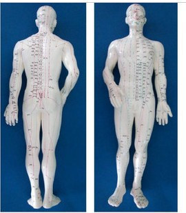 超清楚 针灸人模l 人体模型 人体穴位模型男50cm女48CM