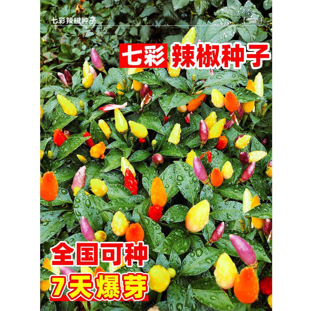 七彩椒种籽五彩辣椒种子灯笼秧苗家庭阳台蔬菜种孑盆栽四季种植