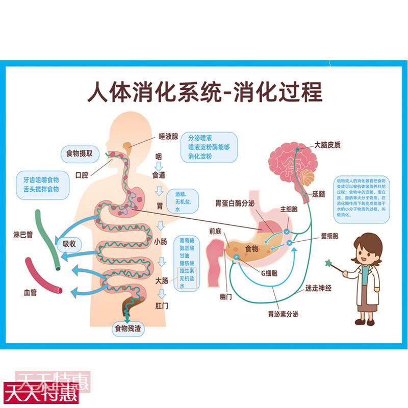 人体器官解剖图消化系统结构图食物消化过程小学生幼儿园认知挂图