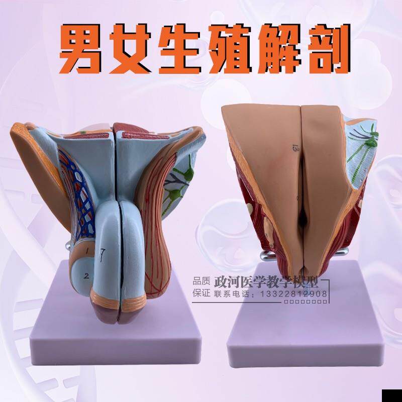 教学仿真男性生殖器泌尿系统标本内外生殖器睾丸解剖模型医疗教具
