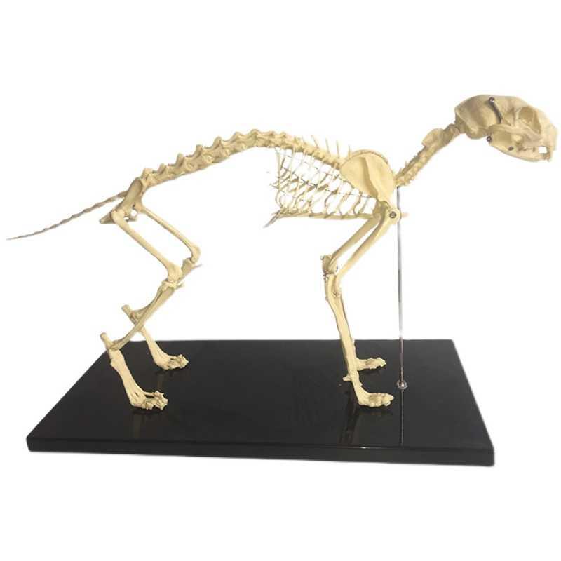 猫骨骼模型真实倒模逼真骨架组装动物骨骼标本宠物店兽医头骨关k