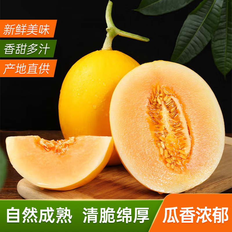 【顺丰】正宗甘肃民勤黄河蜜瓜新鲜黄金蜜瓜沙漠蜜瓜新鲜水果精选