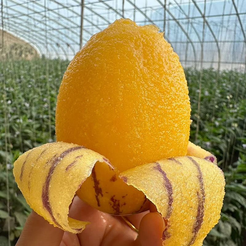 【顺丰包邮】甘肃民勤沙漠人参果新鲜当季现摘水果孕妇水果5斤,水产肉类/新鲜蔬果/熟食,人参果,淘宝优惠券,粉丝福利购,淘宝优惠卷