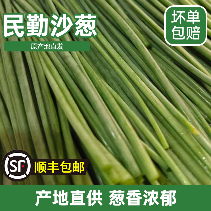 民勤新鲜沙葱野生鲜嫩爽脆野菜