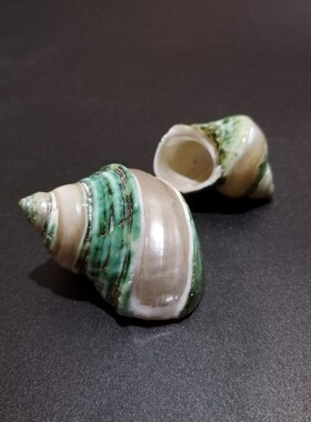天然鱼缸造景寄居蟹替换壳