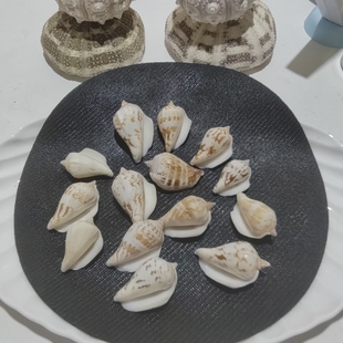 天然海螺贝壳 白口螺 贝壳画diy材料