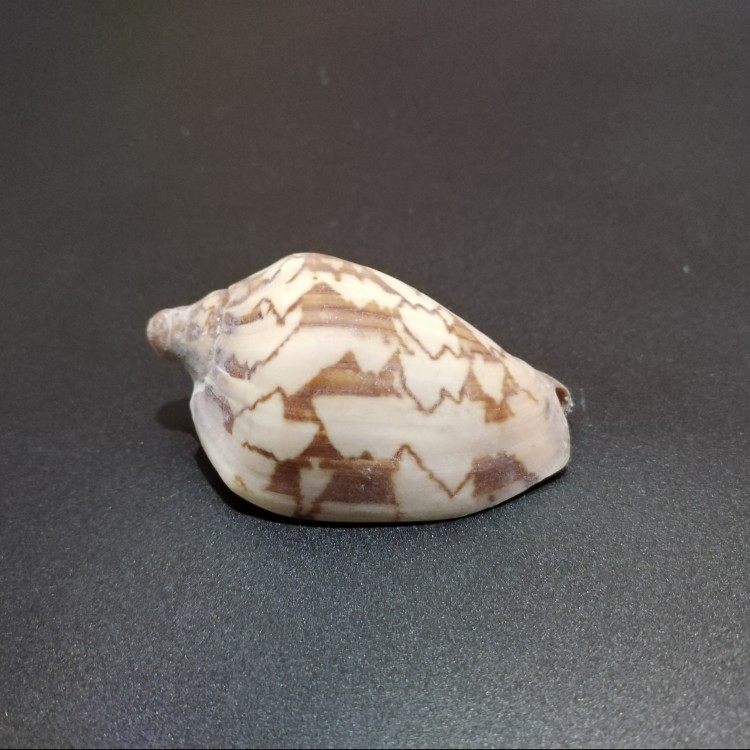 天然海螺 小山水螺 寄居蟹替换备用壳鱼缸造景装饰品摆件卷贝孵化