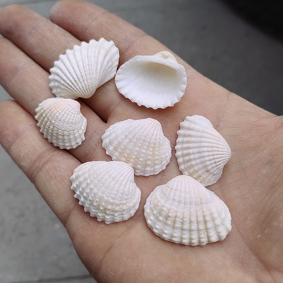 天然白色贝壳 雪蛤贝1斤可打孔 手工diy风铃贝壳小夜灯画材料