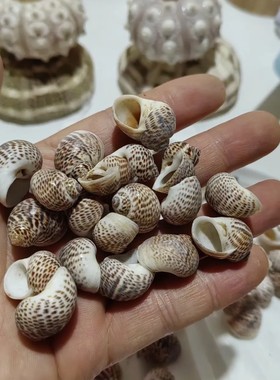 蓝海精灵贝壳卷贝鱼寄居蟹备用替换专用壳鸟蛋螺鱼缸造景装饰摆件